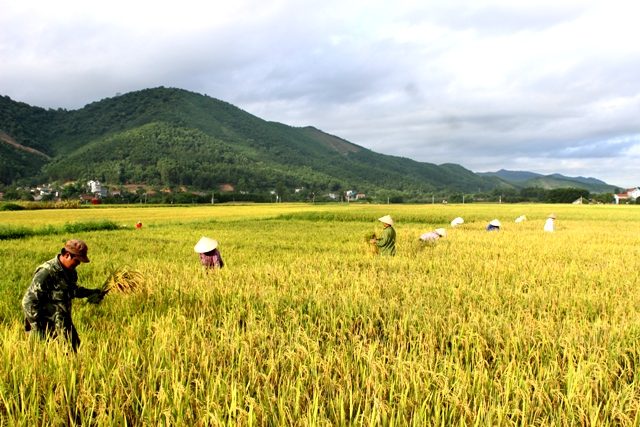 Mơ thấy gặt lúa báo hiệu điềm gì? Nên đánh lô con gì chính xác nhất?